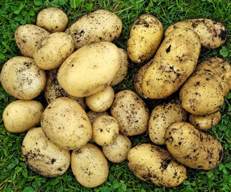 Best potato varieties: 12 top crops for your vegetable patch | Homes ...