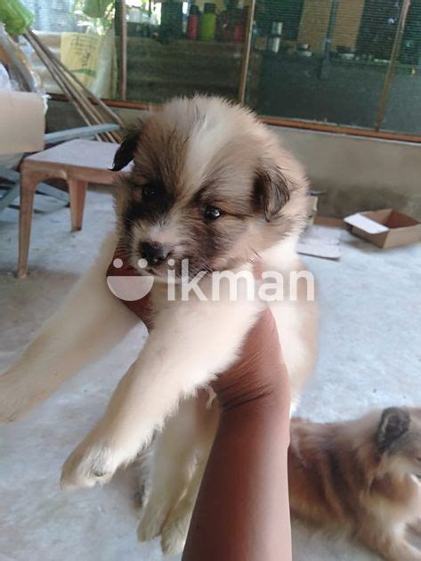 Lion Pomeranian Puppies For Sale In Jaffna City Ikman