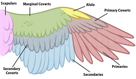 Bird anatomy drawing step by step drawing guide by dawn – Artofit