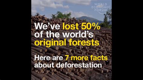 Weve Lost 50 Of The Worlds Original Forests Here Are 7 More Facts