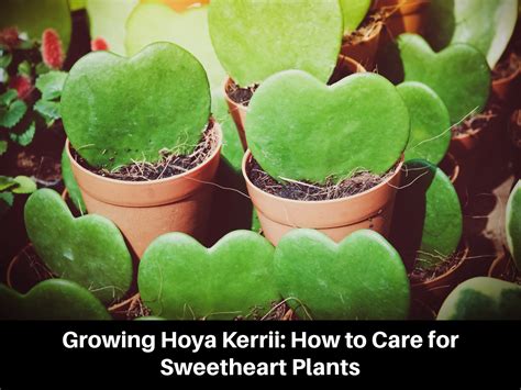 Growing Hoya Kerrii How To Care For Sweetheart Plants