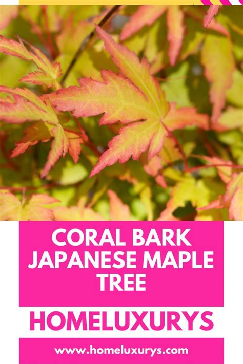 Coral Bark Japanese Maple Tree How To Care Artofit