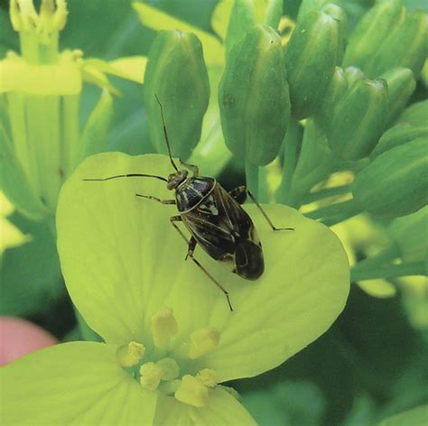 Assessing canola’s susceptibility to lygus bug damage - Manitoba Co ...