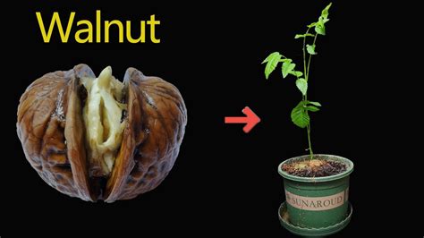 Growing Walnut Tree From Seed Time Lapse Youtube