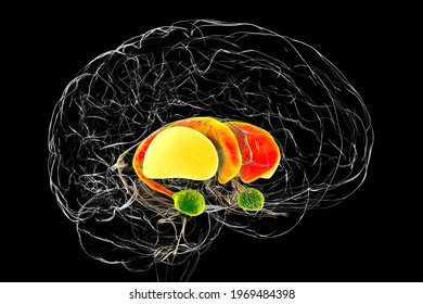 Brain Dorsal Striatum Anatomy 3d Illustration Stock Illustration ...