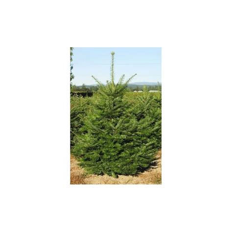 Seeds Abies Grandis - Grand Fir