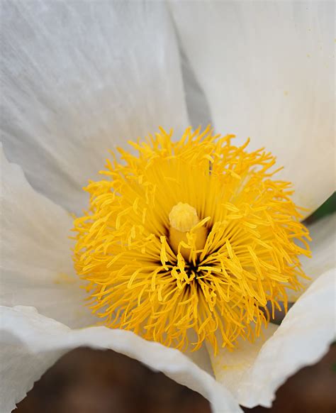 Poppy Hairy Or Bristly Matilija Poppy Romneya Trichocal Flickr