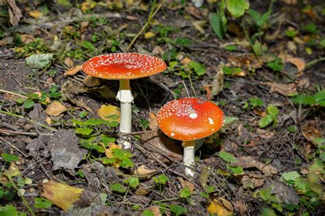 Red Toad Stools Actual Name Fly Agaric Amanita Muscaria Stock Photo