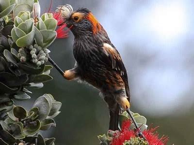 Native Hawaiian Forest Birds - Haleakalā National Park (U.S. National ...