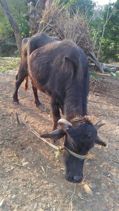 Big Buffalo Black Buffalo with Big Horns Animal Stock Photo - Image of ...