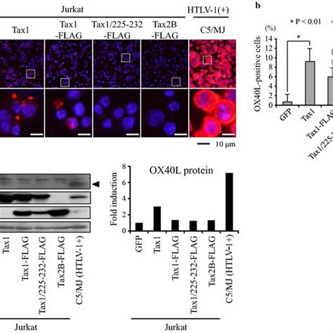 Htlv Infected T Cell Lines Express High Amounts Of Ox L Mrna A