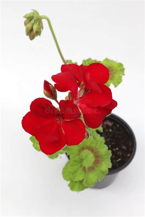 Geranio Rojo En El Fondo Blanco Pelargonium Rojo Con Las Hojas Verdes