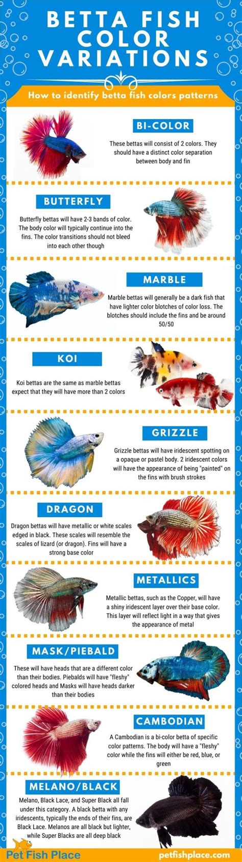 Betta Fish Color Variations - Pet Fish Place