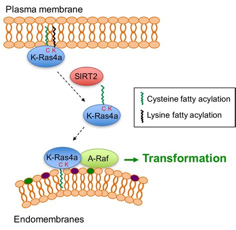 Sirt And Lysine Fatty Acylation Regulate The Transforming Activity Of