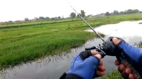 Ikannya Ngamuk Nyambar Soft Frog Ga Kapok Kapok Mancing Mania YouTube