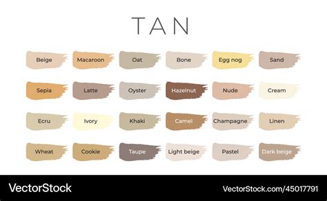 Tan paint color swatches with shade names Vector Image