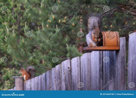 Squirrels Eats Nuts On The Fence And Pine Forest Stock Photo Image Of