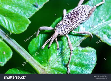 7,837 Bugs Names Images, Stock Photos & Vectors | Shutterstock