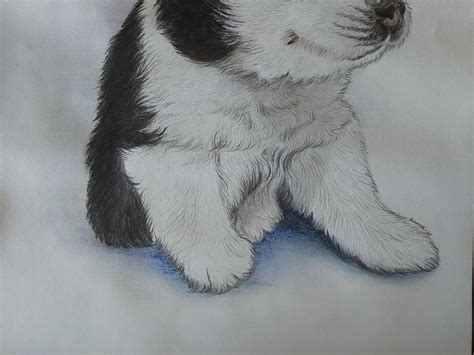 Cute Puppy Sketch | Pencil Sketch | Kanak Wagh | Exotic India Art