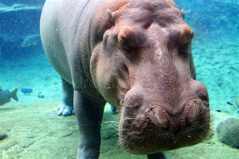 Hippo Underwater Stock Image Image Of Underwater Amphibious 16670905