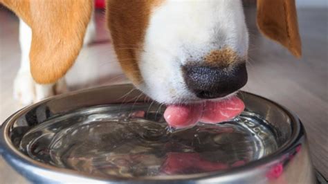 How Can I Get My Puppy To Drink Water