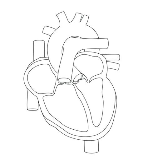 How To Draw A Simple Real Heart Step By Using The Circular Outline