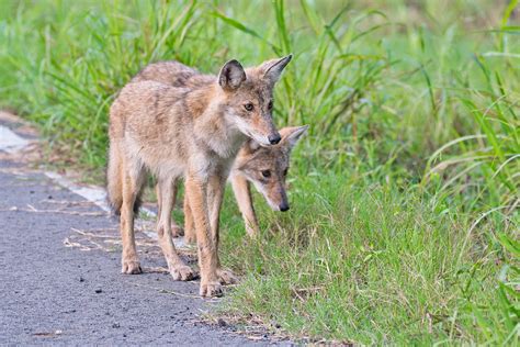 Two Young Coyotes Steve Creek Wildlife Photography