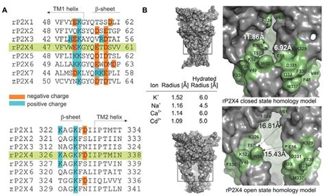 Frontiers Structural And Functional Properties Of The Rat P X