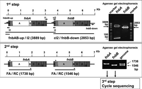 Variation And Association Of Fibronectin‐binding Protein Genes Fnba And