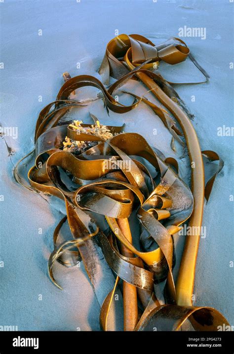 Kelp Seaweed Lies On The Beach At Griffiths Bay Along The Atlantic