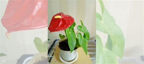 Антуриум купить в Иваново | Товары для дома и дачи | Авито