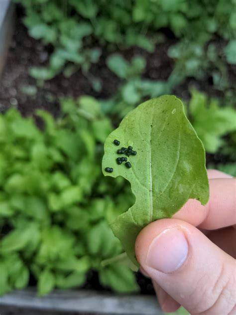 Help Iding The Critters On My Spinach R Gardening