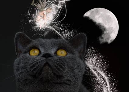 Dream Black Cat Meaning Decoding The Symbolism Signsmystery