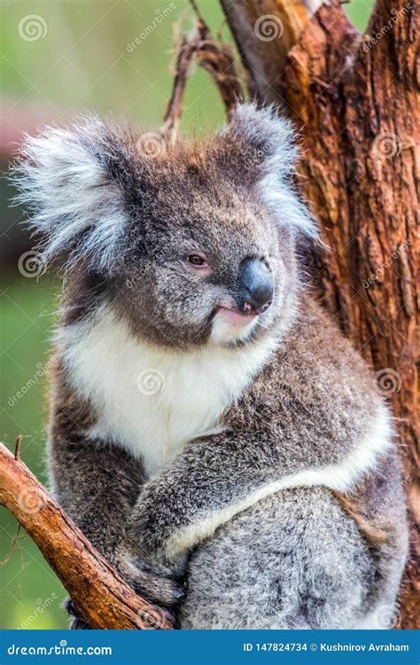 Koala is a Marsupial Mammal Stock Photo - Image of bear, claw: 147824734