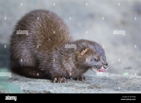 European Mink Mustela Lutreola Stock Photo Alamy