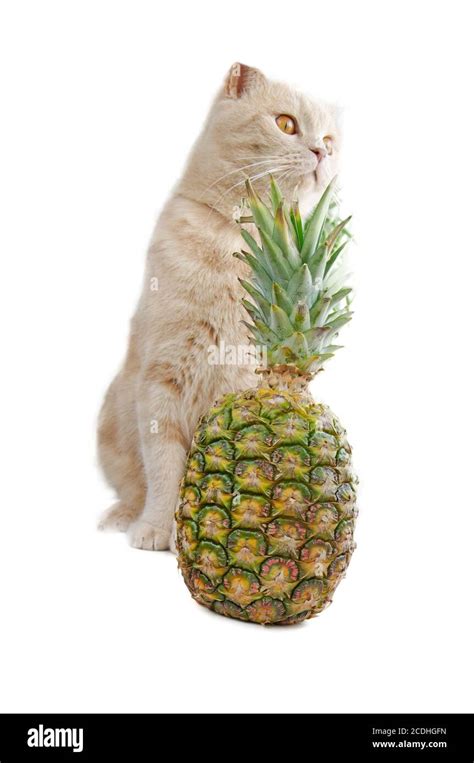 Cat with pineapple Stock Photo - Alamy