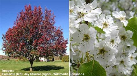 Types of Ornamental Flowering Pear Trees - Fruitless Pear Trees (Pictures)