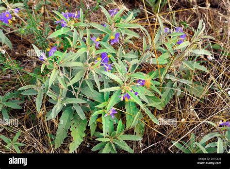 Greece Flowering Silver Leaf Nightshade Aka Willow Leaved Nightshade