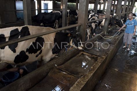 Produksi Susu Perah Cibugary Antara Foto