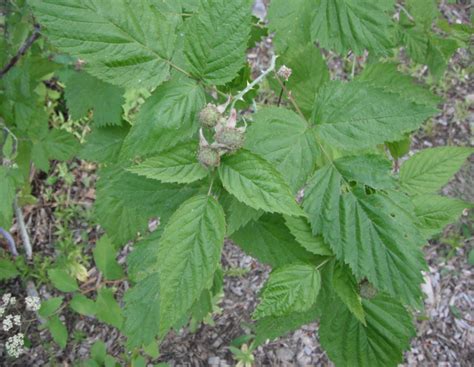 Blackcap Raspberry Rubus Leucodermis Native Plants Pnw