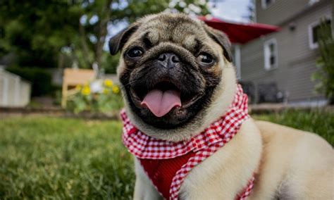 Pug Price Guide (Adult, Puppy & Adoption Costs in 2025)