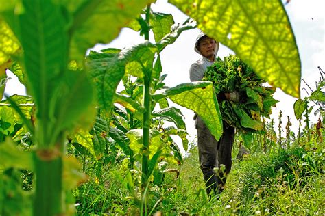 Luas Lahan Tanaman Tembakau 2025