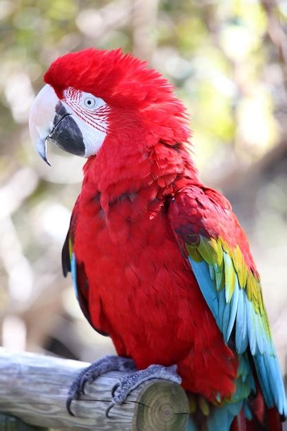 Premium Photo | Parrot in closeup