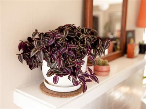 Is Wandering Jew Poisonous to Cats? [Explained] - Grow Your Yard