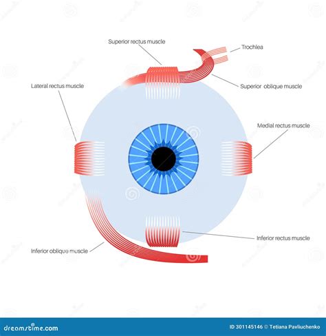 Extraocular Muscles Anatomy Vector Illustration CartoonDealer