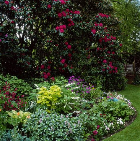 Best Plants For Shade Under Trees