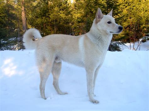 5 Things To Know About Canaan Dogs Petful