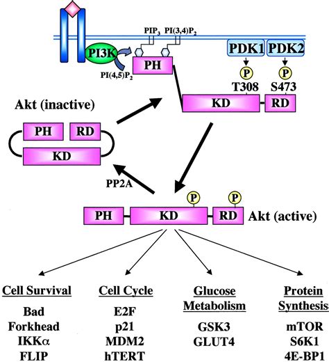 Role Of Akt Signaling In Vascular Homeostasis And Angiogenesis Circulation Research