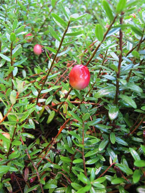 Photo Vaccinium Macrocarpon Hamilton Plant Lust