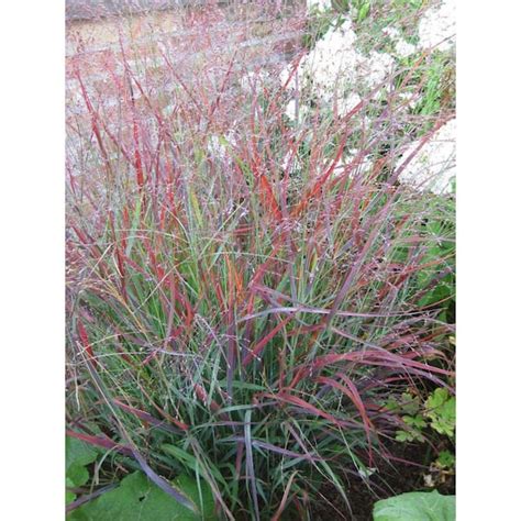 Shenandoah Red Switchgrass